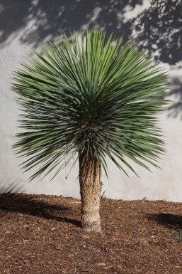 Palmlilien Yucca Rostrata Auf Stamm 30-40 125-150 Topf