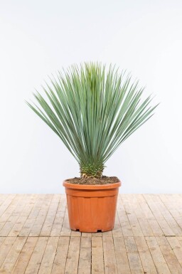 Palmier / Yucca Rostrata Sur tige/stipe/tronc