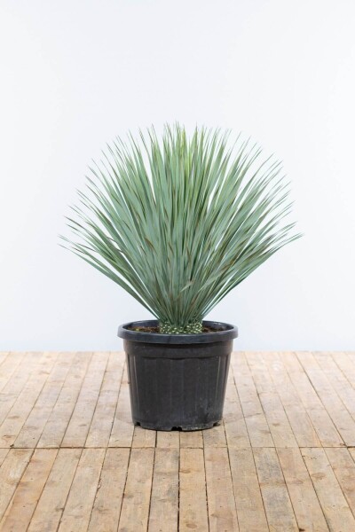 Palmier / Yucca Rostrata Arbuste