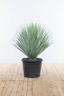 Palmlilien Yucca Rostrata Strauch 100-125 Topf