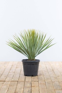 Palm / Yucca Rostrata struik