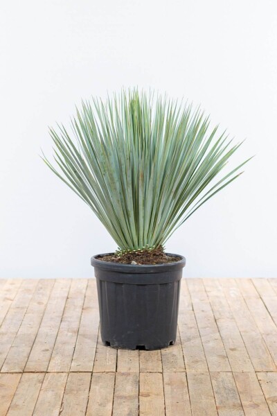 Palm / Yucca Rostrata struik