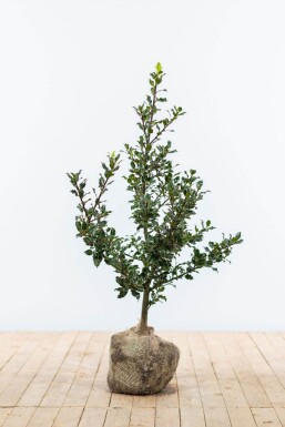 Ilex aquifolium