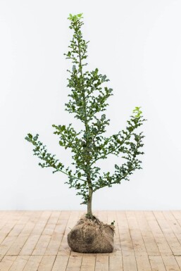 Ilex Aquifolium / Houx Commun