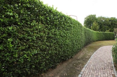 Stechpalme Ilex Aquifolium Hecke 125-150 Ballen