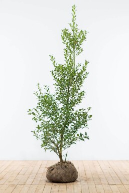 Ilex Aquifolium / Houx Commun