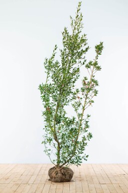 Ilex aquifolium