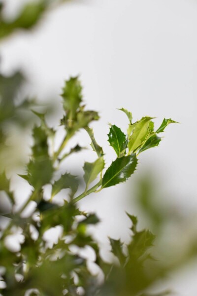 Houx / Ilex Aquifolium Alaska