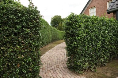 Houx commun Ilex aquifolium 'Alaska' Haie 60-80 Motte