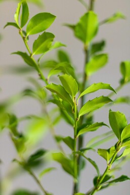 Blågrøn kristtorn Ilex × meserveae 'Blue Maid' hæk 60-80 rodklump