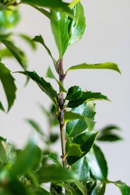 Chêne Ilex × meserveae 'Blue Maid' Haie 60-80 Motte