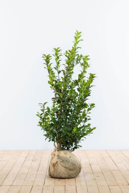 Houx / Ilex Meserveae Blue Maid