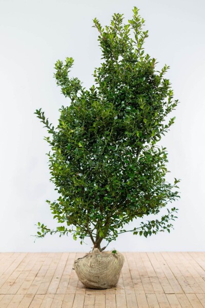 Houx / Ilex Meserveae Blue Maid