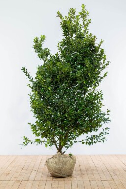 Hulst / Ilex Meserveae Blue Maid