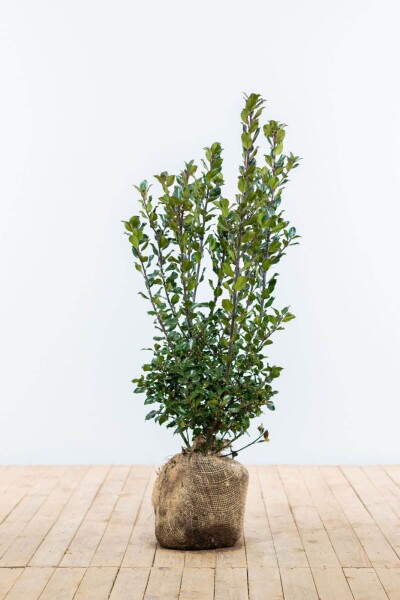 Houx / Ilex Meserveae Blue Prince