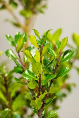 Blågrøn kristtorn Ilex × meserveae 'Blue Prince' hæk 60-80 rodklump