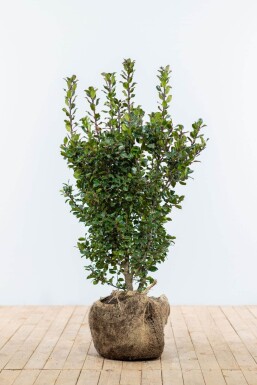 Ilex × meserveae 'Blue Prince' Blå järnek häck 80-100 rotboll