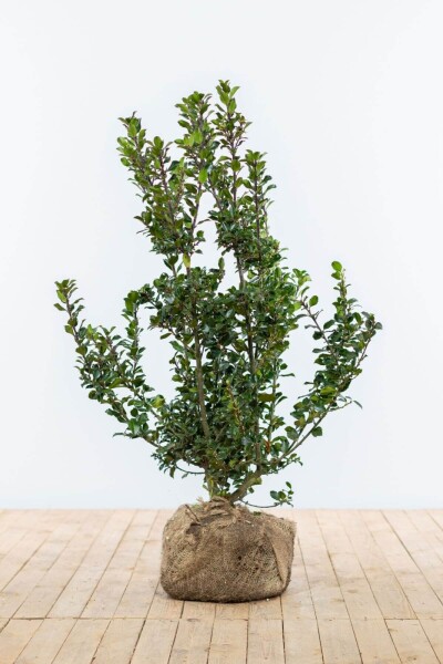 Houx / Ilex Meserveae Blue Prince