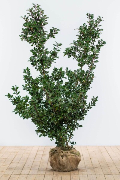 Hulst / Ilex Meserveae Blue Prince