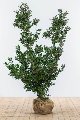 Blågrøn kristtorn Ilex × meserveae 'Blue Prince' hæk 125-150 rodklump