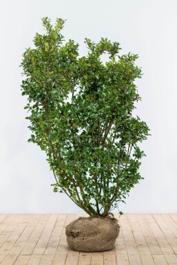 Houx / Ilex Meserveae Blue Prince