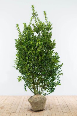 Houx / Ilex Meserveae Blue Prince