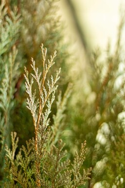 Chamaecyparis lawsoniana 'Columnaris Glauca' Ädelcypress häck 60-80 rotboll