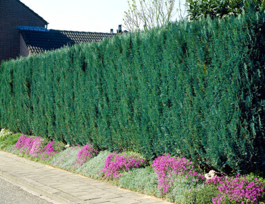 Chamaecyparis lawsoniana 'Columnaris Glauca' Ädelcypress häck 60-80 rotboll