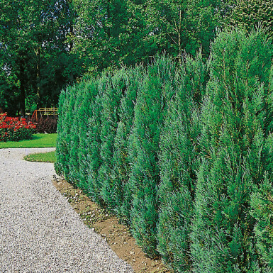 Chamaecyparis lawsoniana 'Columnaris Glauca' Ädelcypress häck 60-80 rotboll