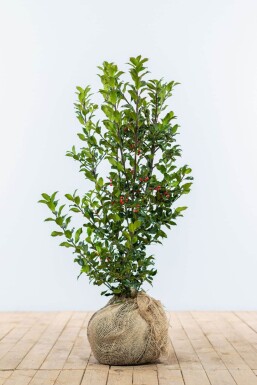 Stechpalme / Ilex Meserveae Heckenfee