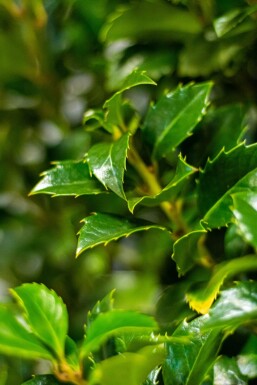 Chêne Ilex × meserveae 'Heckenfee' Haie 175-200 Motte