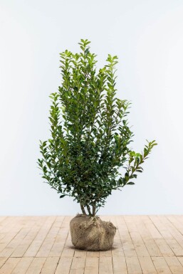 Hulst / Ilex Meserveae Heckenpracht