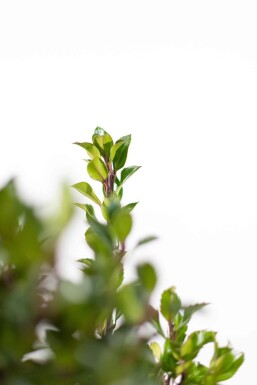 Ilex × meserveae 'Heckenpracht' Blå järnek häck 60-80 rotboll