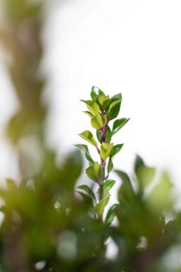 Ilex × meserveae 'Heckenpracht' Blå järnek häck 60-80 rotboll