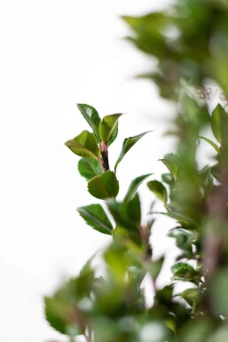 Ilex × meserveae 'Heckenpracht' Blå järnek häck 60-80 rotboll