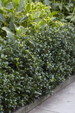 Hulst Ilex meserveae Heckenpracht Haag 60-80 Kluit