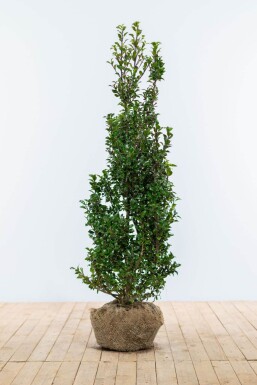 Houx / Ilex Meserveae Heckenpracht