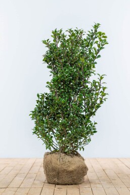 Ilex × meserveae 'Heckenpracht' Blå järnek häck 100-125 rotboll