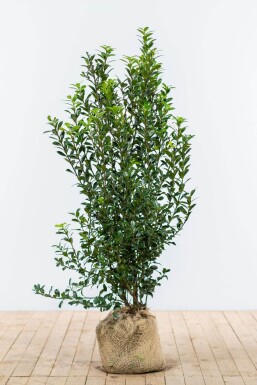 Ilex × meserveae 'Heckenpracht' Blå järnek häck 125-150 rotboll