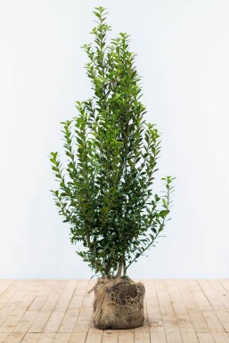 Hulst Ilex meserveae Heckenpracht Haag 150-175 Kluit