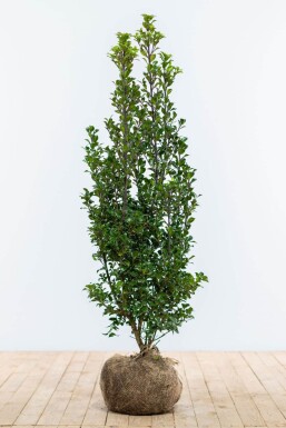 Houx / Ilex Meserveae Heckenstar