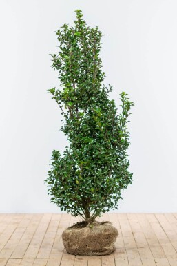 Hulst / Ilex Meserveae Heckenstar