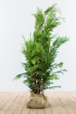 Chamaecyparis lawsoniana 'Ivonne'