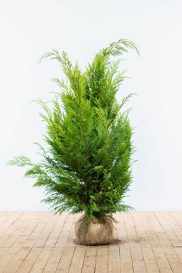 Chamaecyparis lawsoniana 'Ivonne'