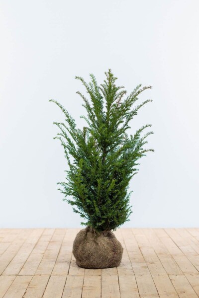 Taxus Baccata