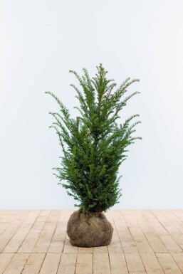 Eiben Taxus baccata Hecke 60-80 Ballen