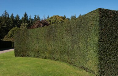 Eiben Taxus baccata Hecke 60-80 Ballen