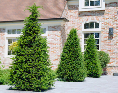 Eiben Taxus baccata Hecke 60-80 Ballen