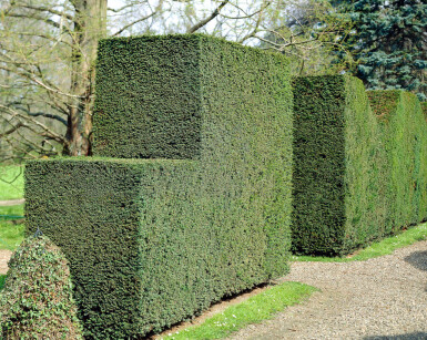 Eiben Taxus baccata Hecke 60-80 Ballen