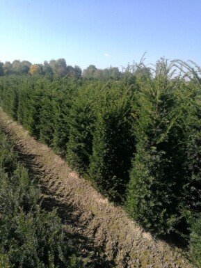 Eiben Taxus baccata Hecke 60-80 Ballen